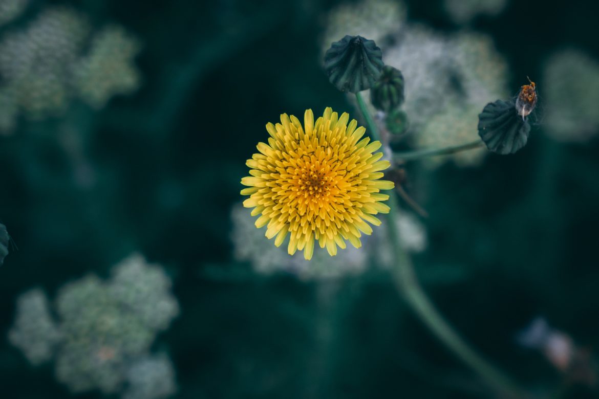 Health Promoting Benefits of Dandelion